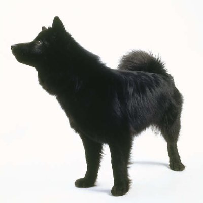 Chien Suédois de Laponie