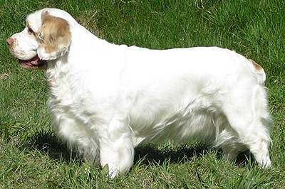 Clumber