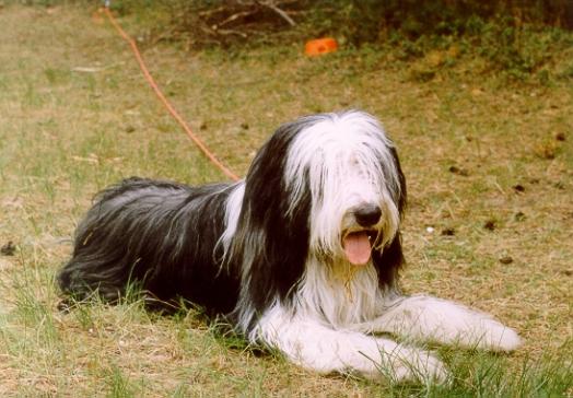 Colley Barbu