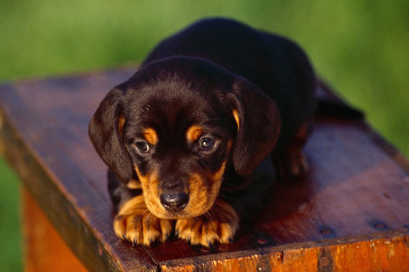 Coonhound noir et feu