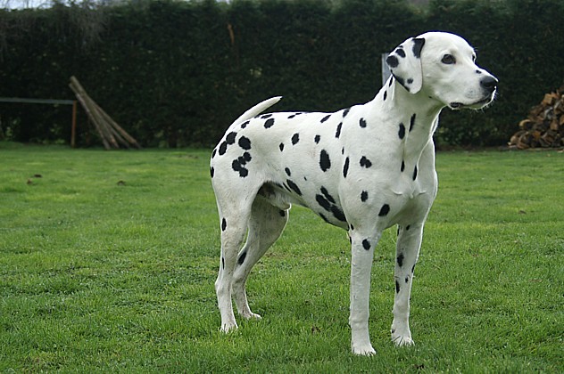 Dalmatien