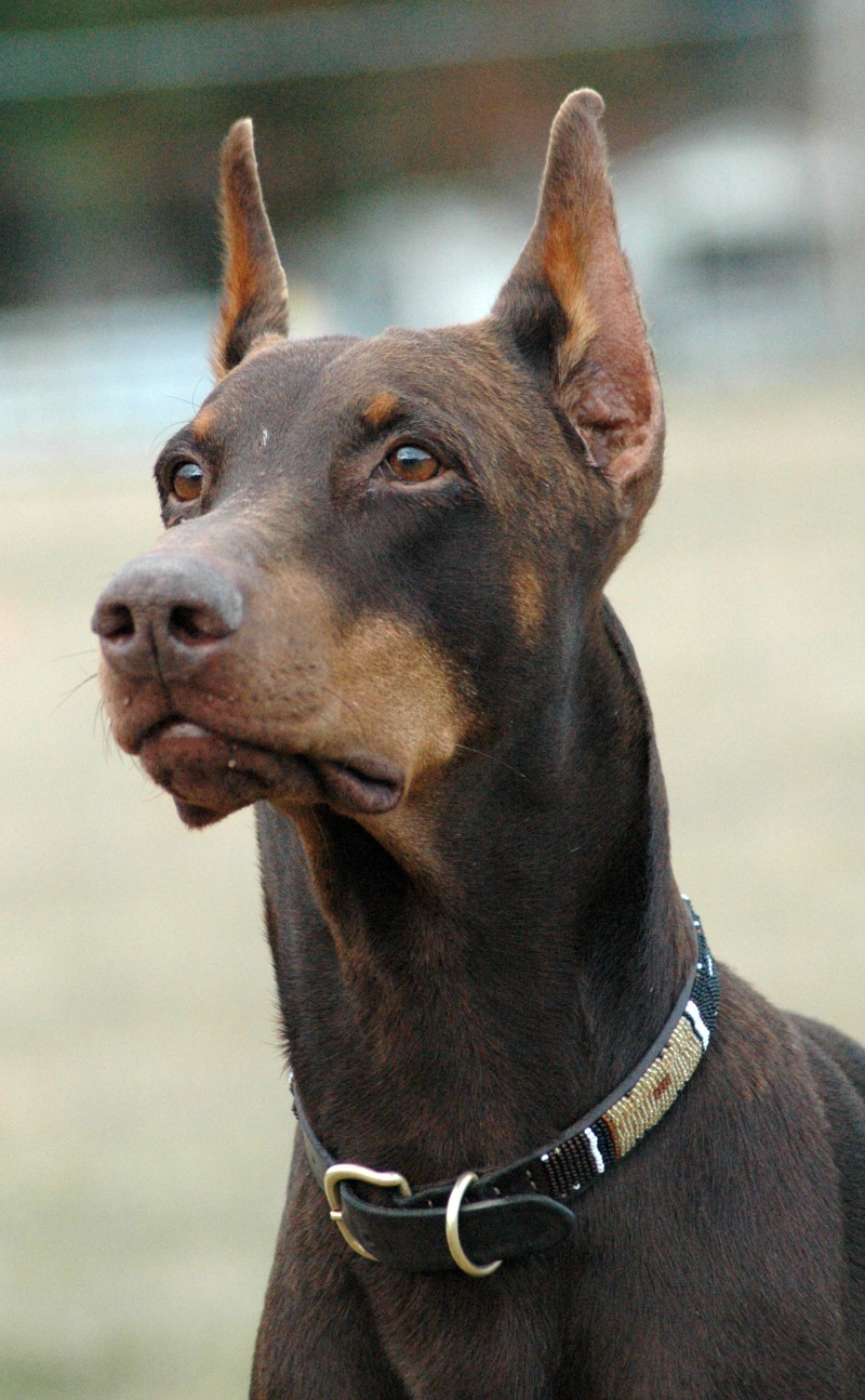 Dobermann