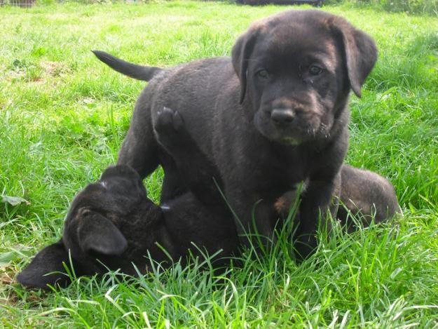Dogo Canario