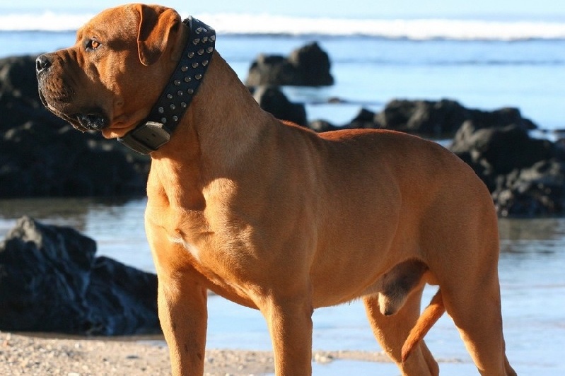 Dogue de Majorque
