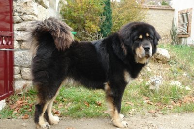Dogue du Tibet