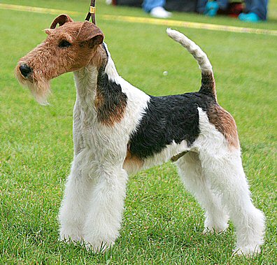 Fox Terrier à poil dur