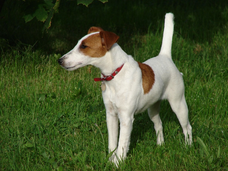 Fox Terrier à poil lisse