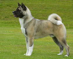 Grand Chien Japonais