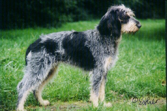 Griffon bleu de Gascogne 	