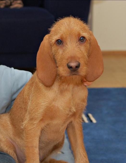 Image Griffon Fauve de Bretagne