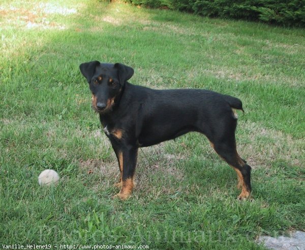 Jagd Terrier
