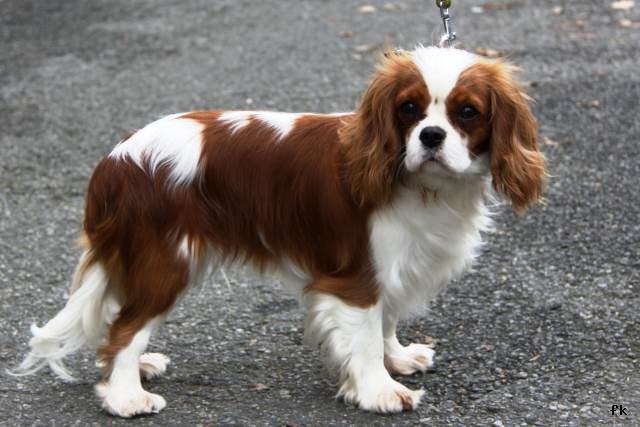 King Charles