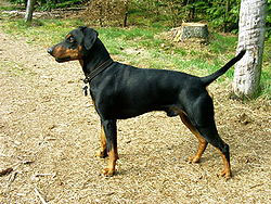 Pinscher Moyen