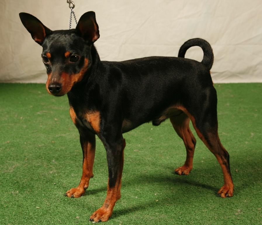 Pinscher Nain