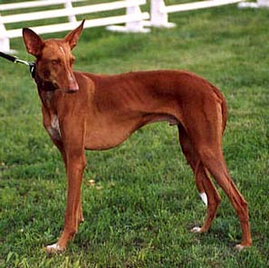 Podenco Canario