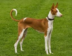 Podenco Ibicenco de pelo corto