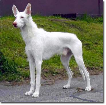 Podenco Ibicenco de pelo duro