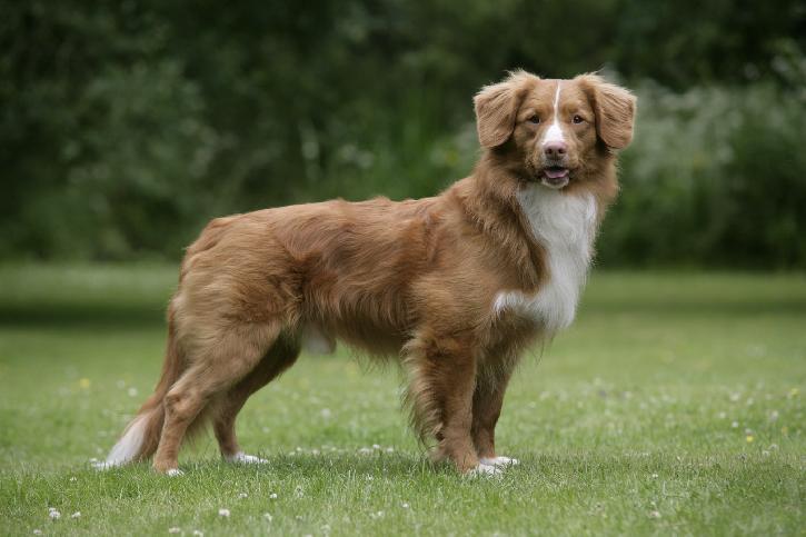 Retriever de la nouvelle Ecosse