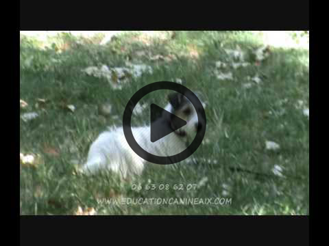 Education Canine Aix