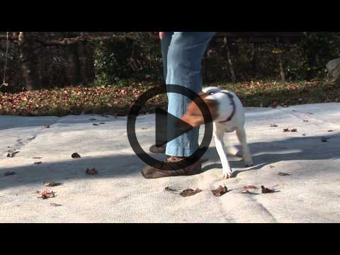 Education Canine Aix