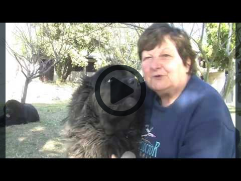 Education Canine Aix