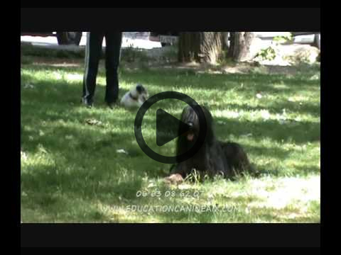 Education Canine Aix