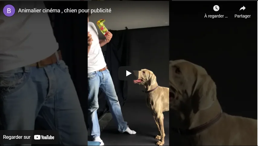 Education Canine Aix